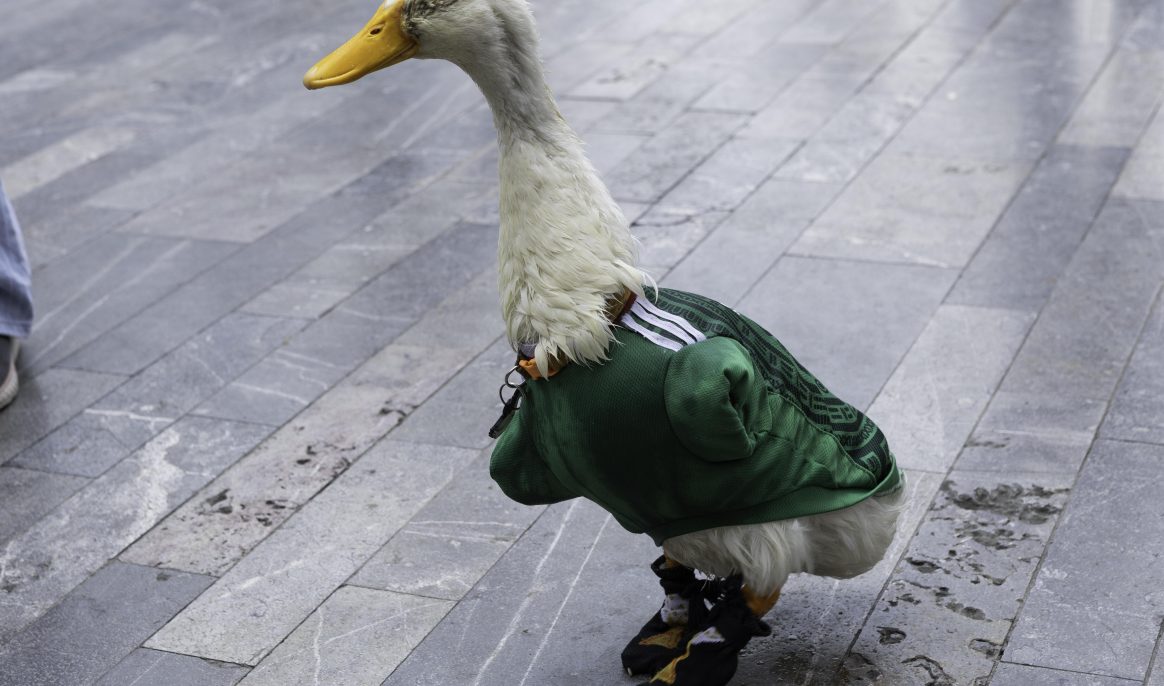 Merlin the World Cup Duck, wearing the Mexican national team jersey, is seen outside the Palace of Fine Arts in Mexico City, Mexico, on June 16, 2026. Karla Gomez and her son Christian own Merlin, a duck who has gained popularity on social media after appearing at Mexican fans' celebrations. The duck is often seen wearing the Mexican national team jersey, which has endeared him to the public and led to him being adopted as the team's unofficial mascot. (Photo by Cristian Leyva/NurPhoto)
