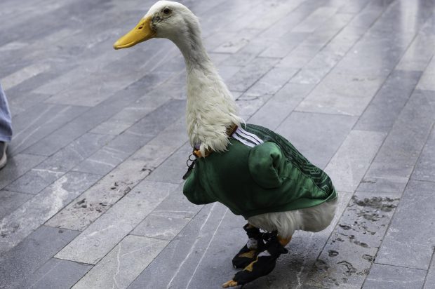 Merlin the World Cup Duck, wearing the Mexican national team jersey, is seen outside the Palace of Fine Arts in Mexico City, Mexico, on June 16, 2026. Karla Gomez and her son Christian own Merlin, a duck who has gained popularity on social media after appearing at Mexican fans' celebrations. The duck is often seen wearing the Mexican national team jersey, which has endeared him to the public and led to him being adopted as the team's unofficial mascot. (Photo by Cristian Leyva/NurPhoto)