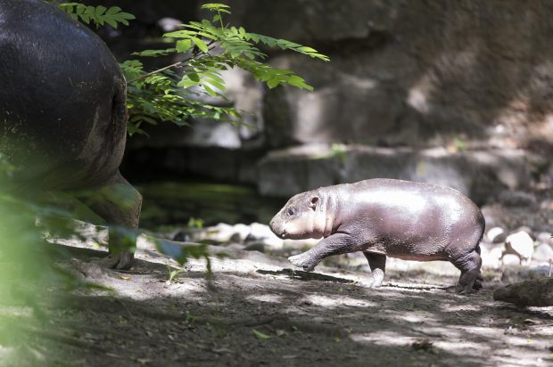 Das Flusspferd-Jungtier "Brtchen" wird erstmals der ffentlichkeit vorgestellt. Das am 9. Mai geborene und derzeit etwa 20kg schwere Flusspferd wurde kurz zuvor auf den Namen "Brtchen" getauft im Zoo Berlin, Berlin, 10.06.2026.
