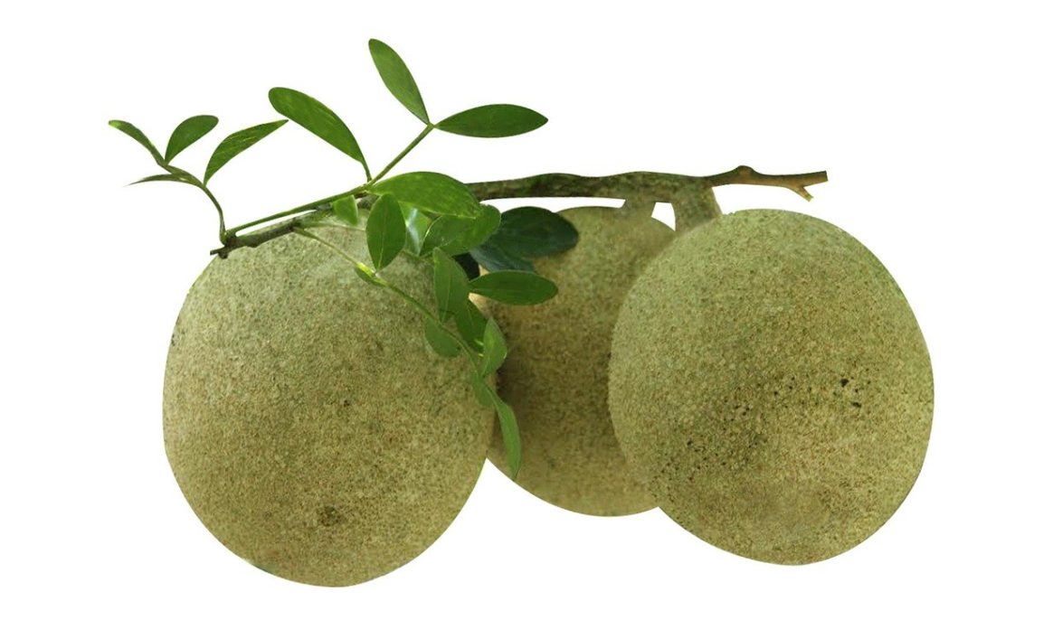Pomme de bois : le fruit le plus laid du monde, mais le plus délicieux