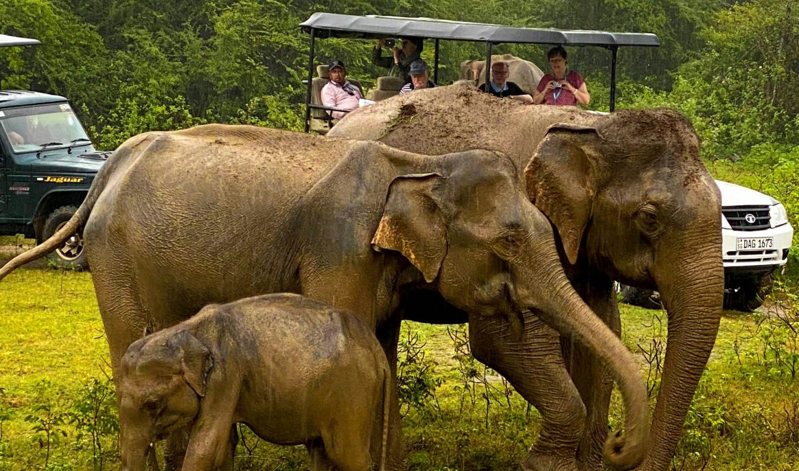 L'Indonésie interdit les excursions touristiques à dos d’éléphant