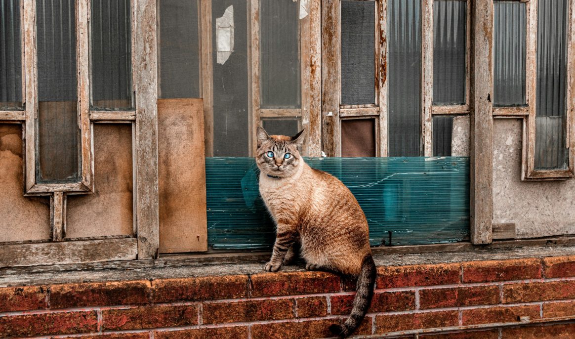 Flossie's longevity secret; the world's oldest cat