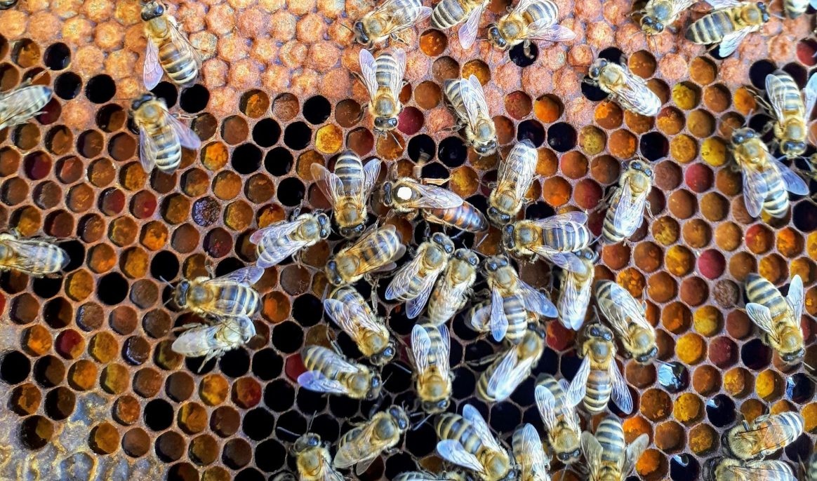 A study estimates that there could be as many as 26,000 species of bees