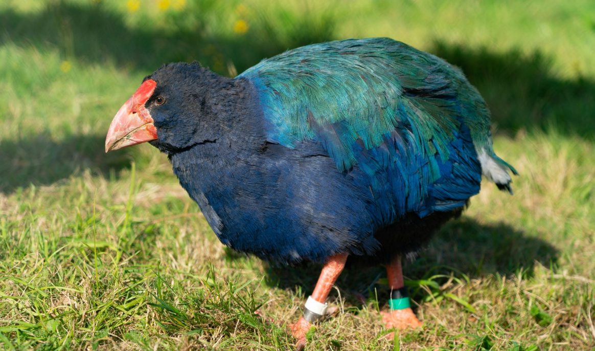 The Takahē’s comeback: How conservation saved a lost bird