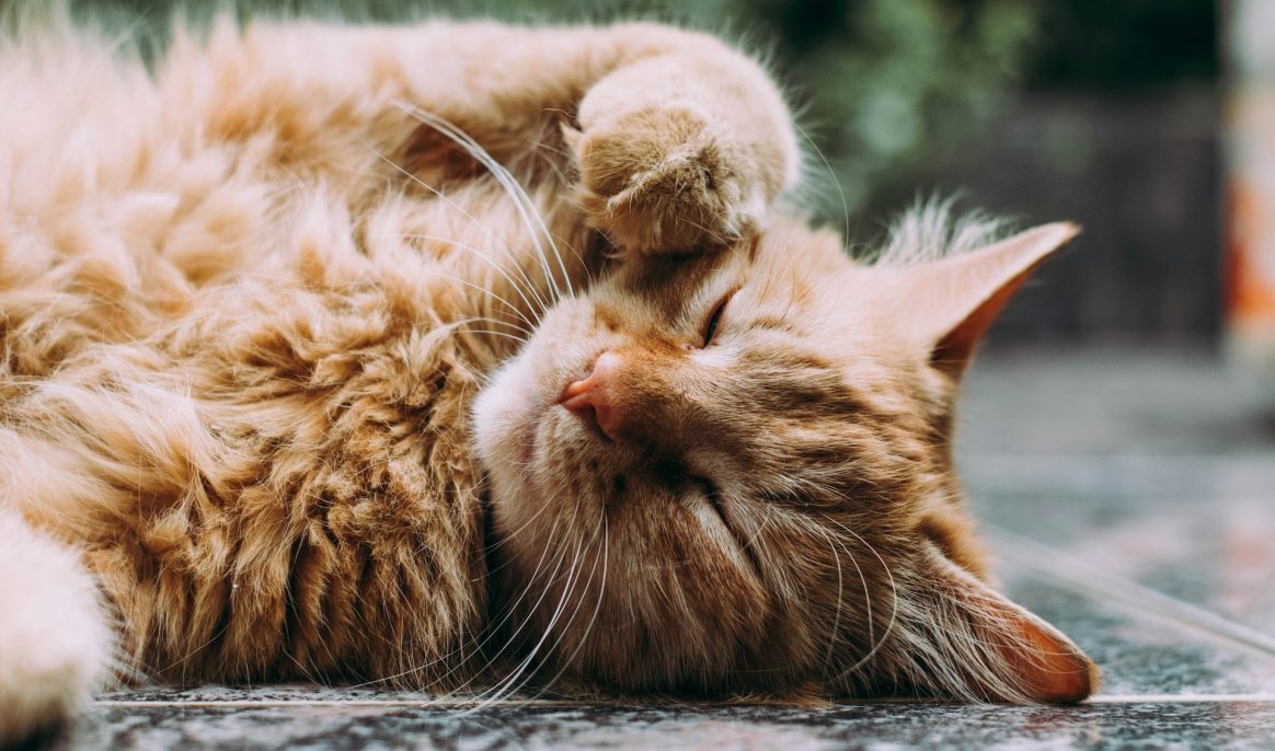 Why do cats see us as their “parents”?
