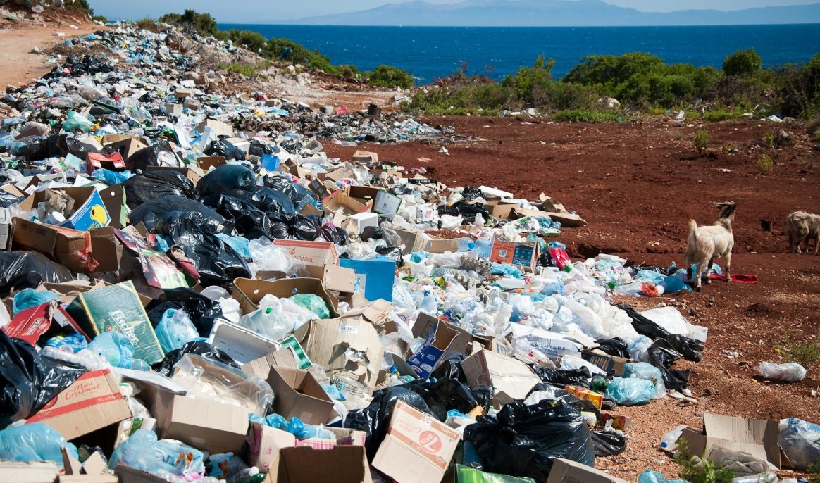 Bien avant l’invention du plastique, les animaux avaient déjà appris à le digérer