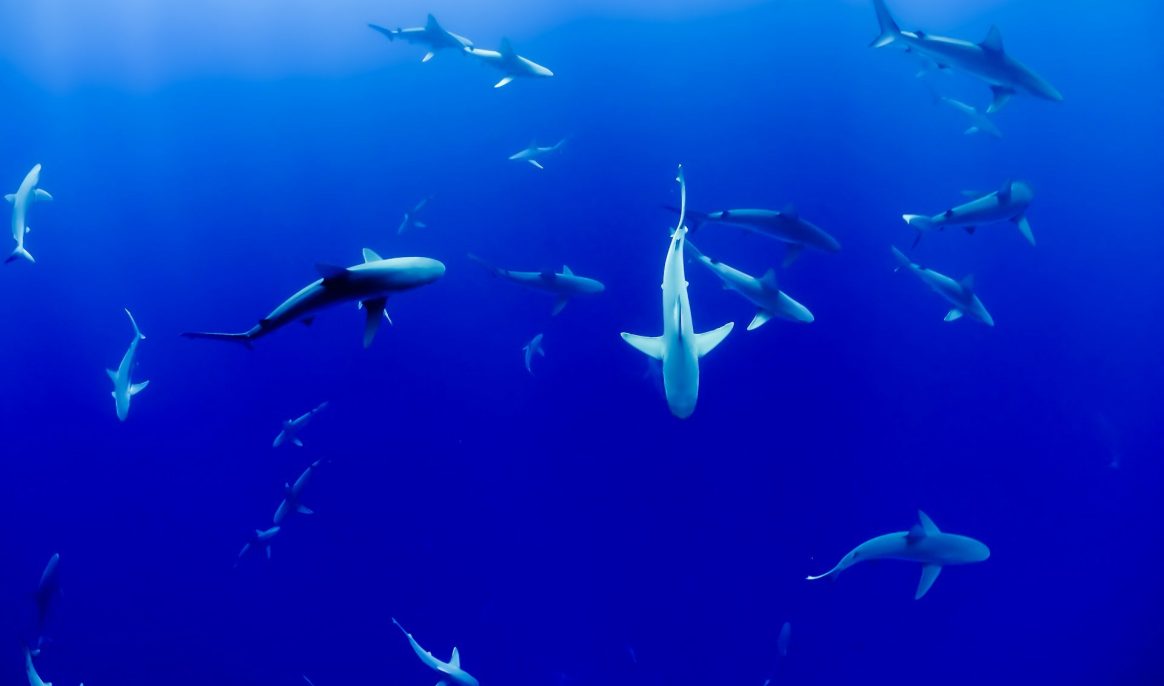 Des requins transformés en "stations météo"pour mieux prévoir les ouragans