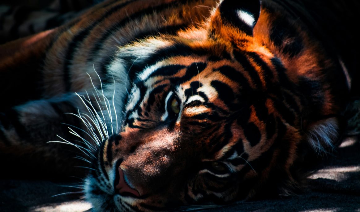 Why are tigers losing their stripes in India?