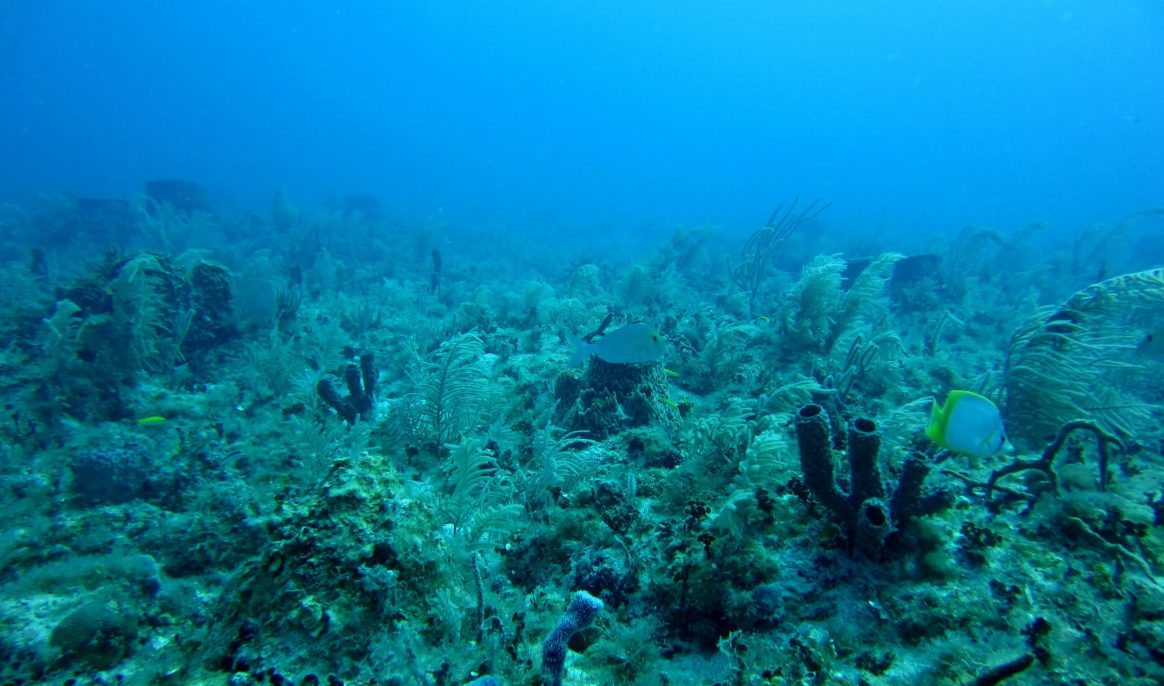 For the first time, a marine virus has been transferred to humans