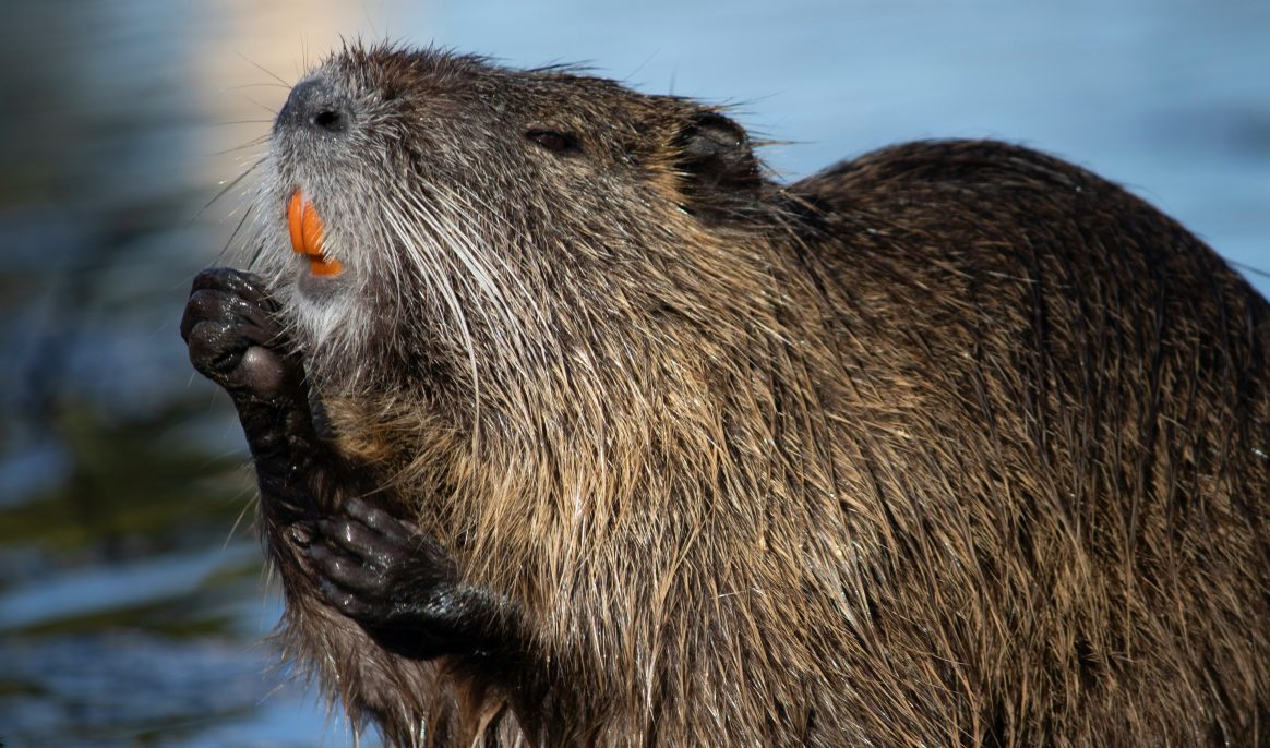 Good news: the European beaver is back on the banks of Ticino after decades of absence