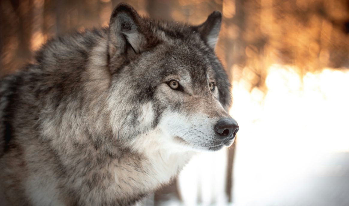 After 50 years of protection, Finland authorizes wolf hunting once again