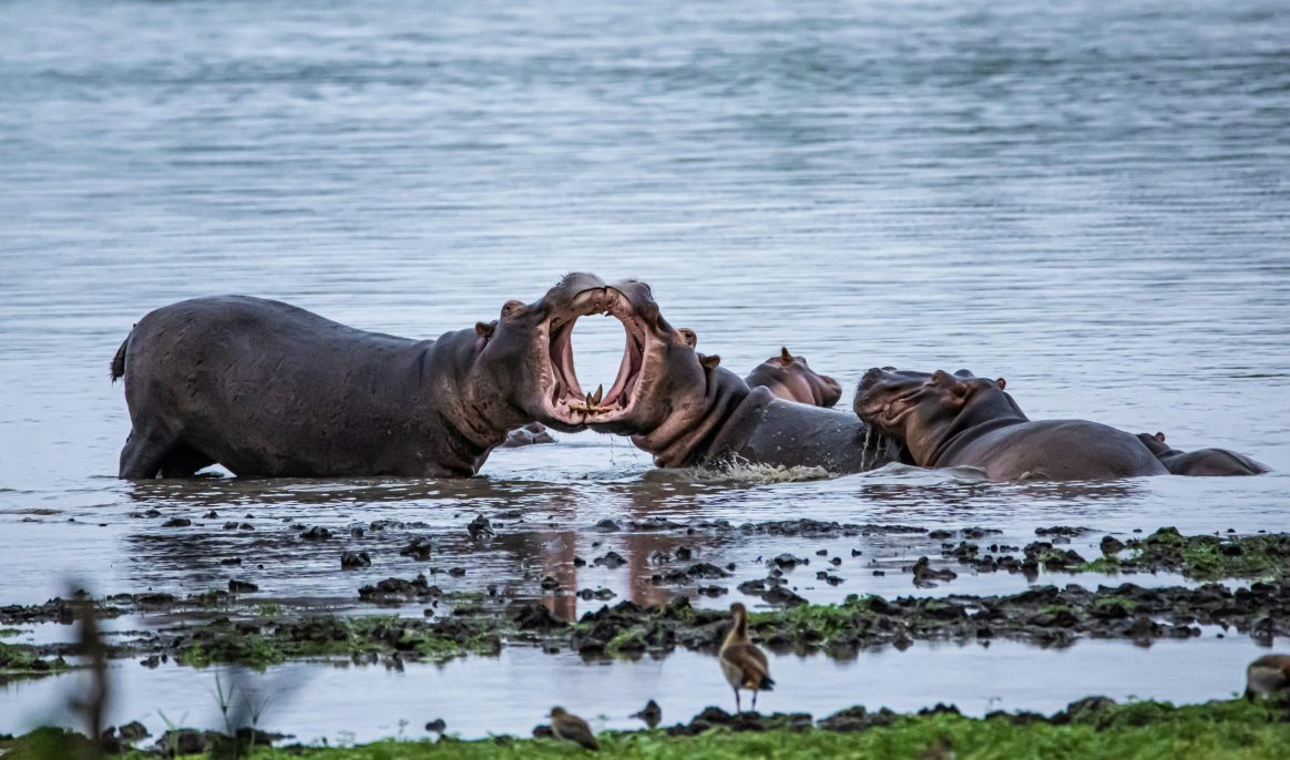 Threatening proliferation: Colombia to slaughter some of Pablo Escobar's 200 hippos