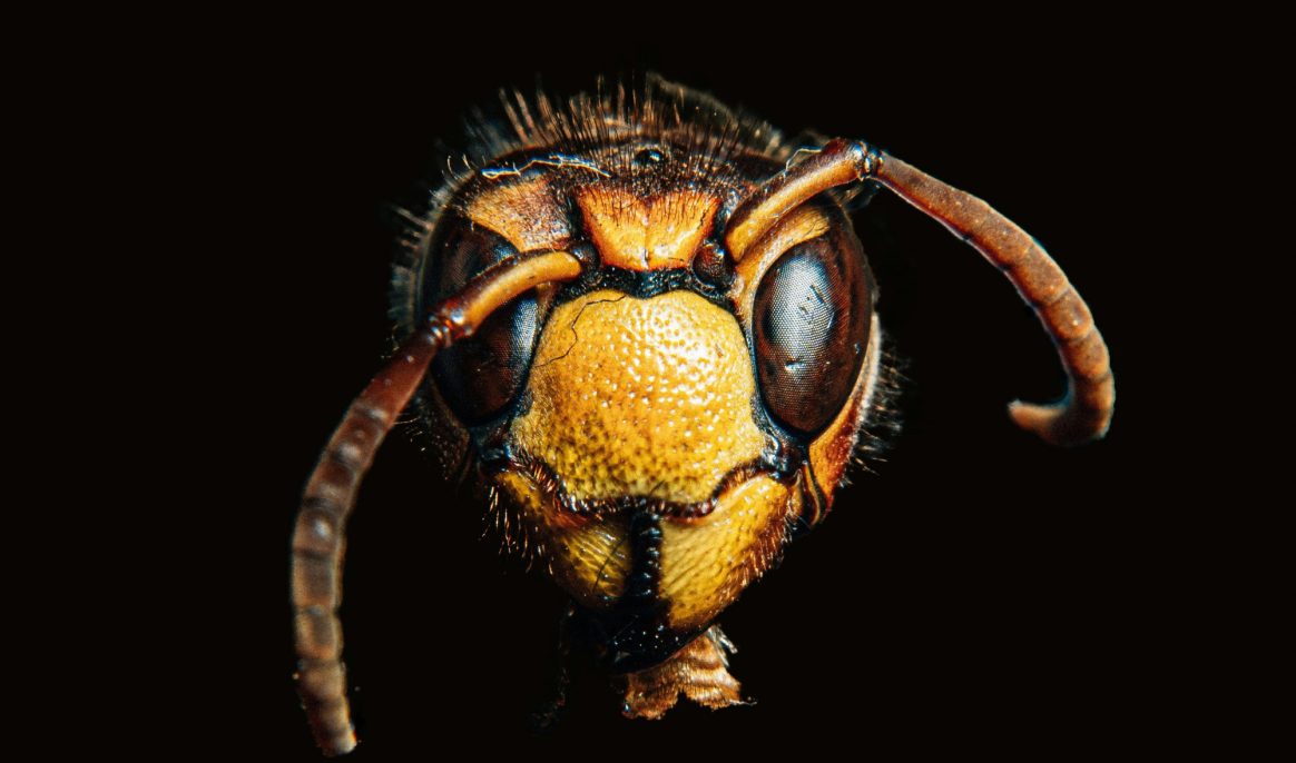De onverwachte geuren die de Aziatische hoornaar uit je huis en tuin weghouden