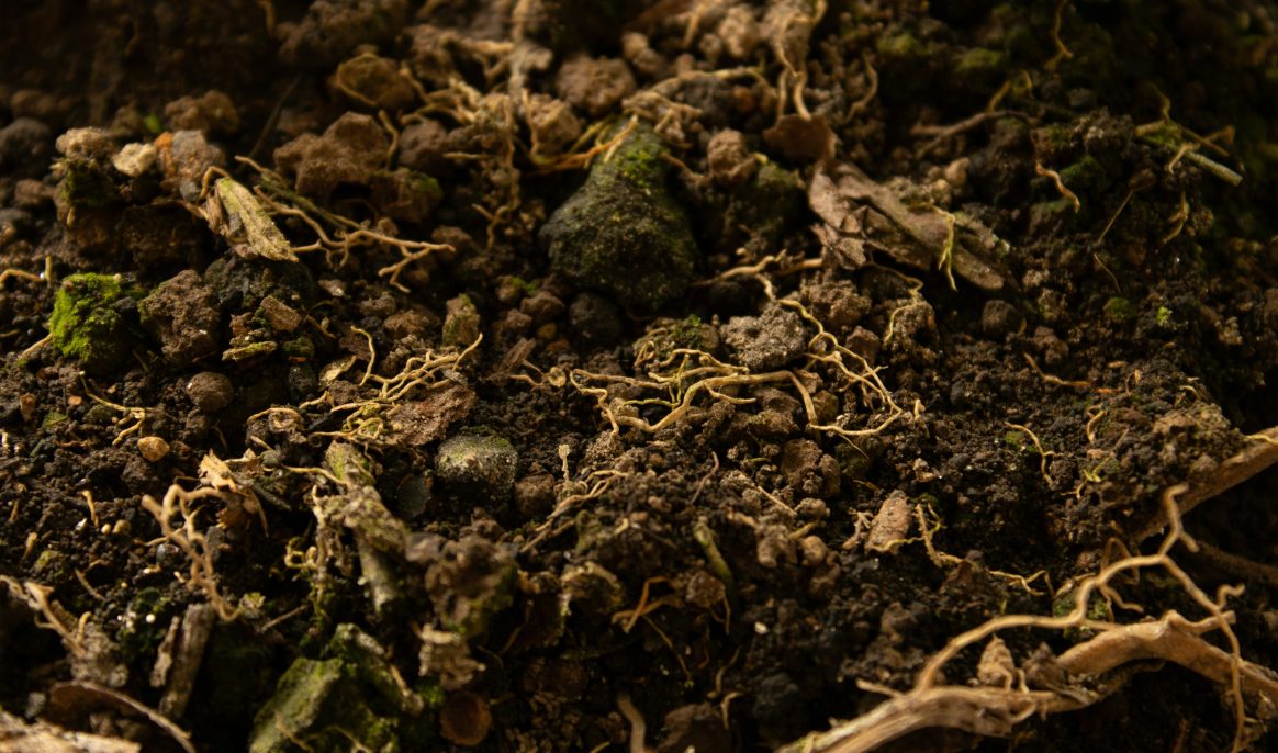 The “Devil’s Worm” defies the limits of life at extreme depths