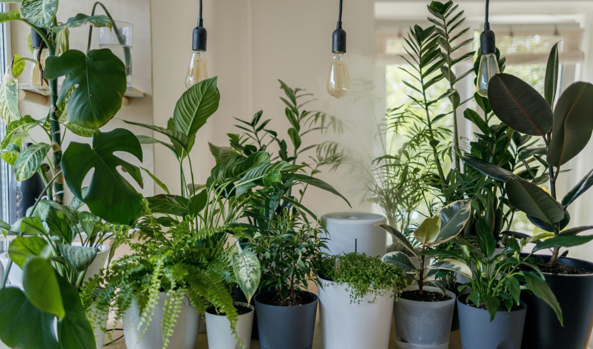 Voici comment les plantes d’intérieur réduisent le stress en hiver