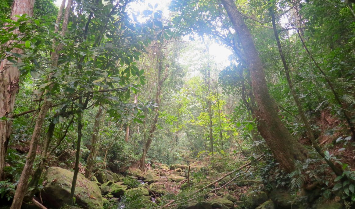A 10-million-year leap backwards: Amazon climate becomes hypertropical