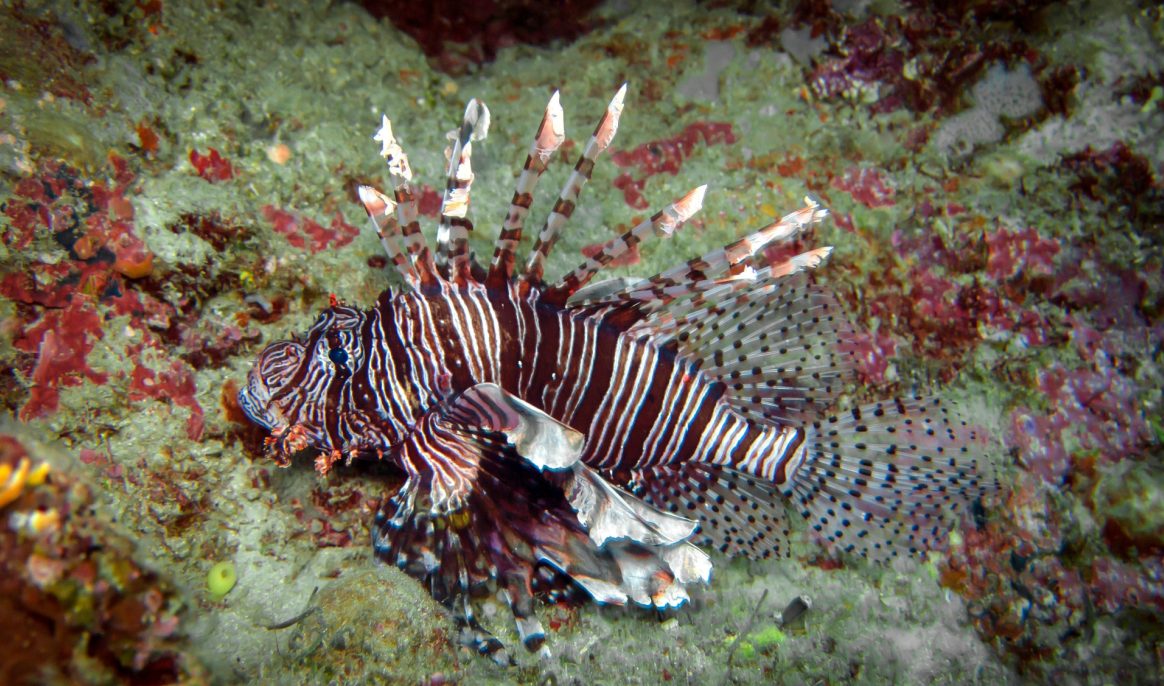 Schorpioenvis in de Middellandse Zee: hem opeten om zijn invasie af te stoppen?
