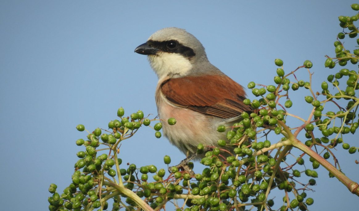 12,000 km from South Africa to Tuscany: the incredible migration of a pair of Red-backed Shrikes