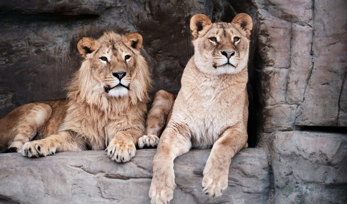 Scientists discover that castrated animals live up to 20% longer