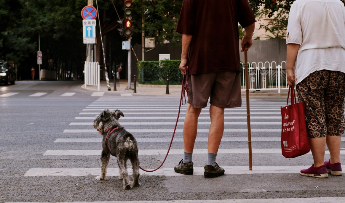 Adopting a dog: things you need to know before choosing the perfect companion