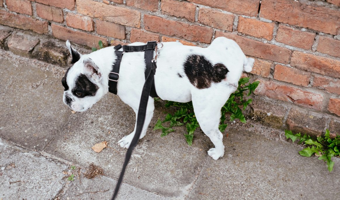 Do dog owners really have to clean up urine with water in the streets of Bologna?