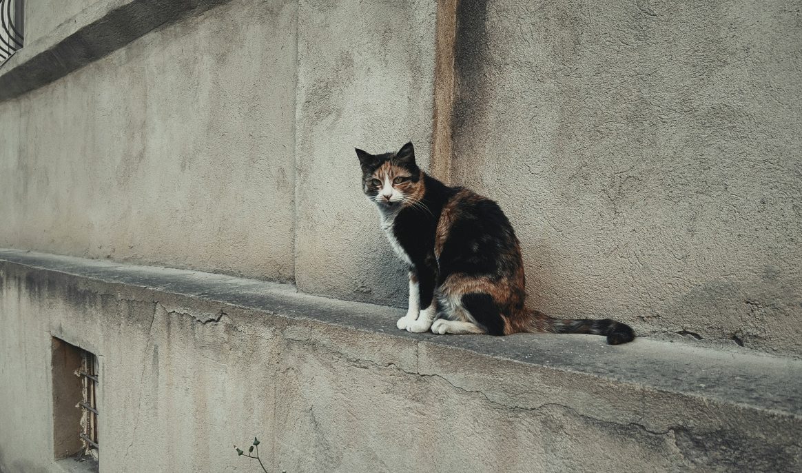 Het geheim van het lange leven van Flossie, de oudste kat ter wereld