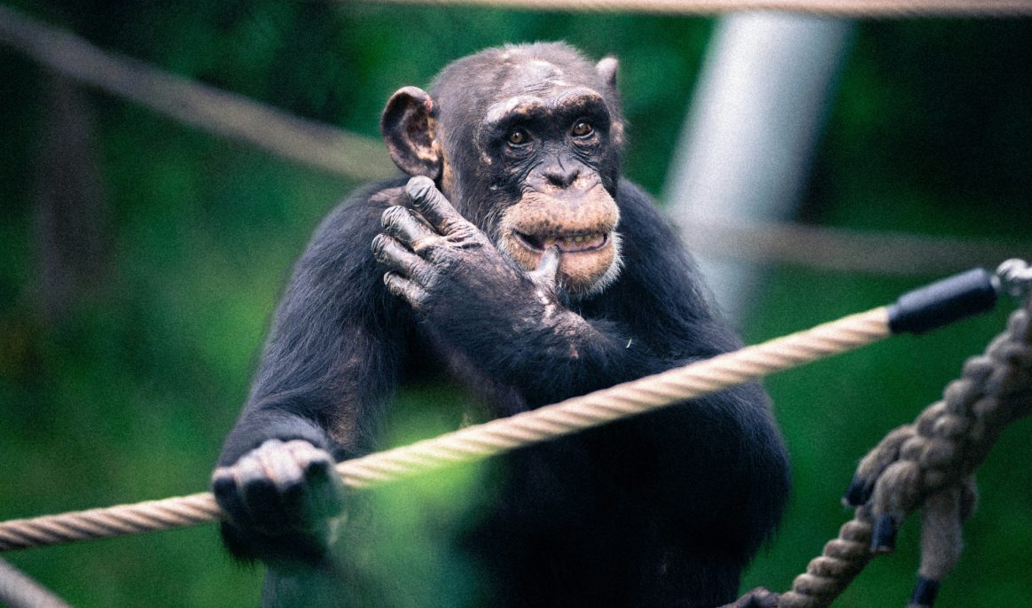 Ai, the 'brilliant' chimpanzee who could count and draw has died