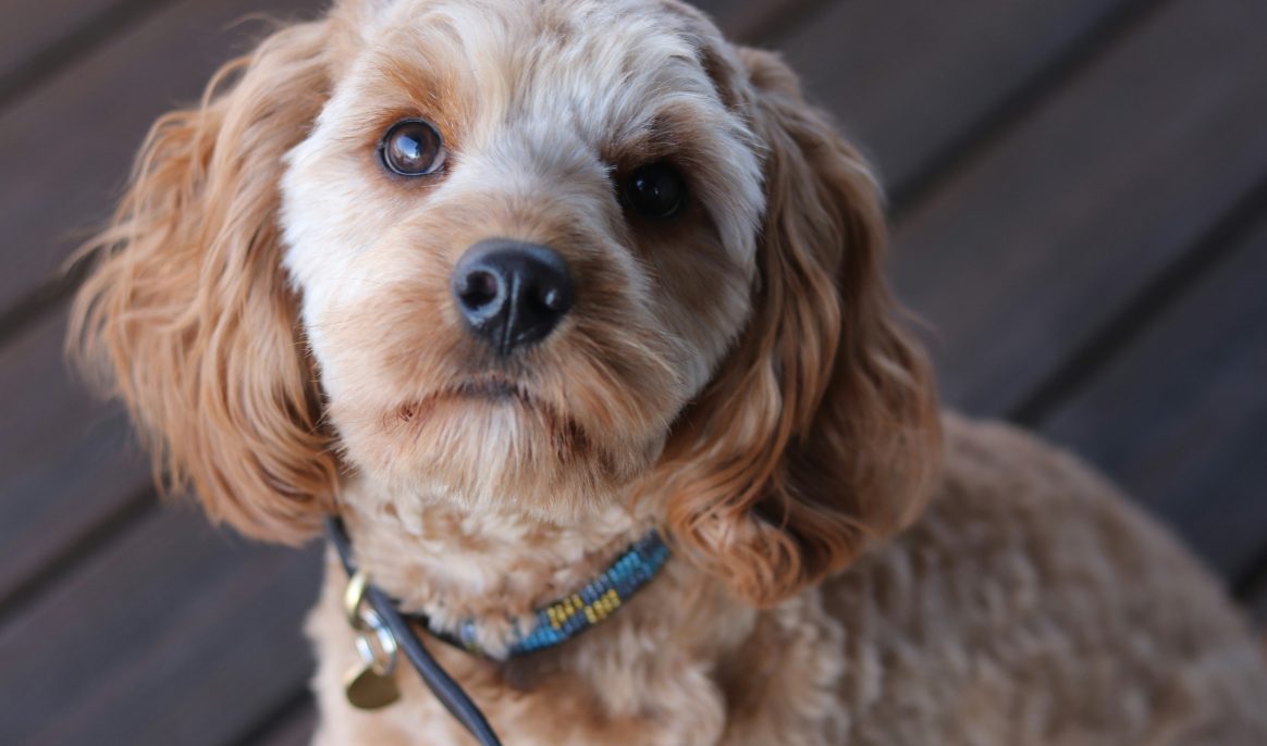 New smart Collar claims to translate your pet's language
