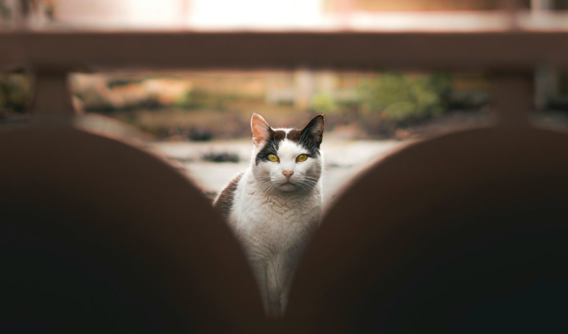 When you go on vacation without your cat, do you miss it?