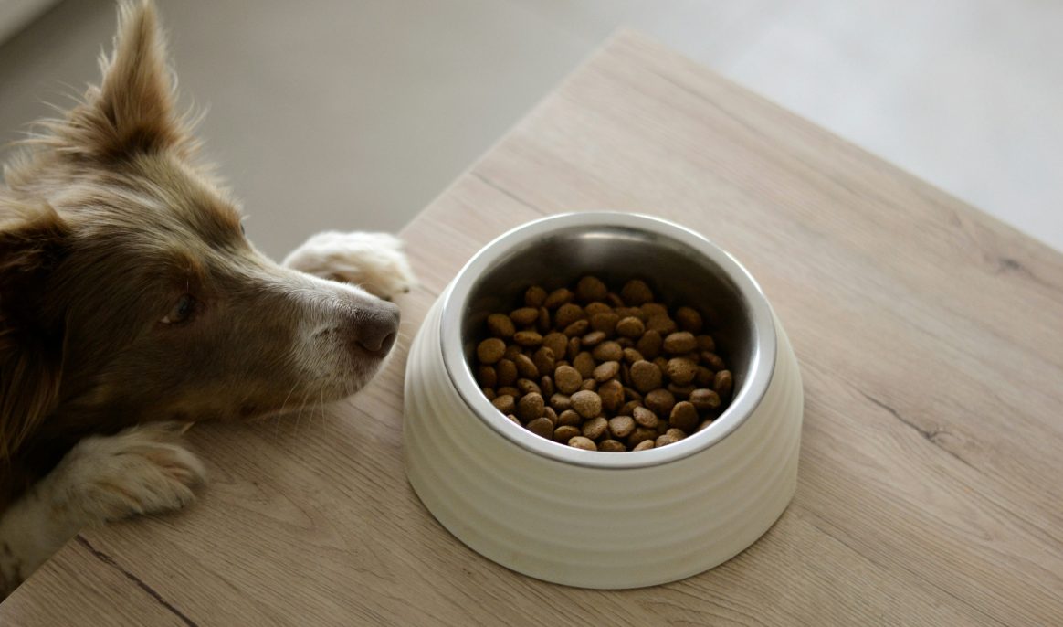 Dog bowls: Study reveals the mistake you should never make again