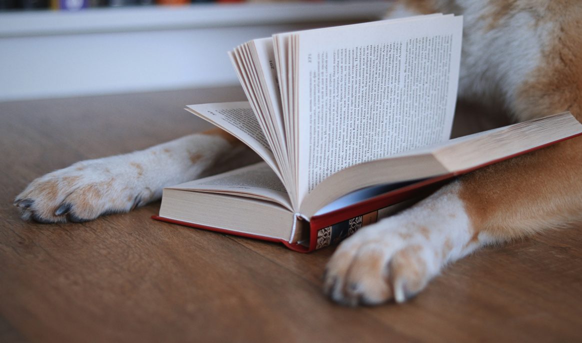 Italian study reveals whether dogs can be left-handed
