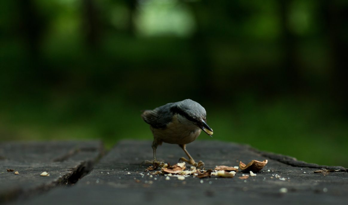 Feeding birds in winter: 3 life-threatening mistakes