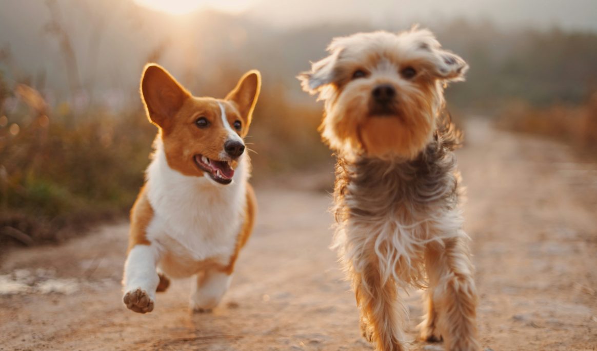 This pill promises to slow down dogs' aging process: all about how it works and when it will be released