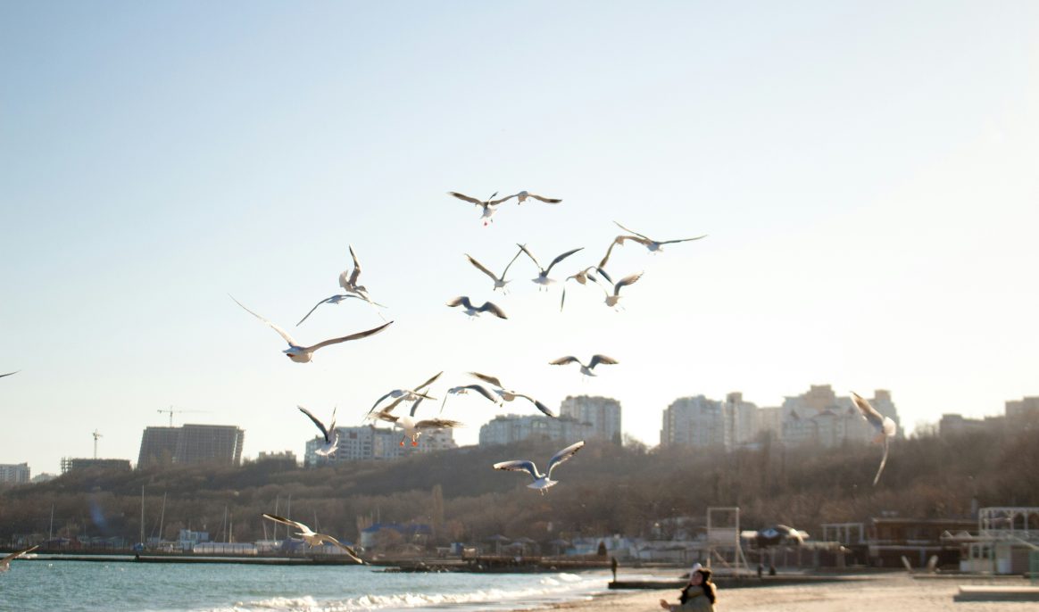 Why do seagulls steal our food?