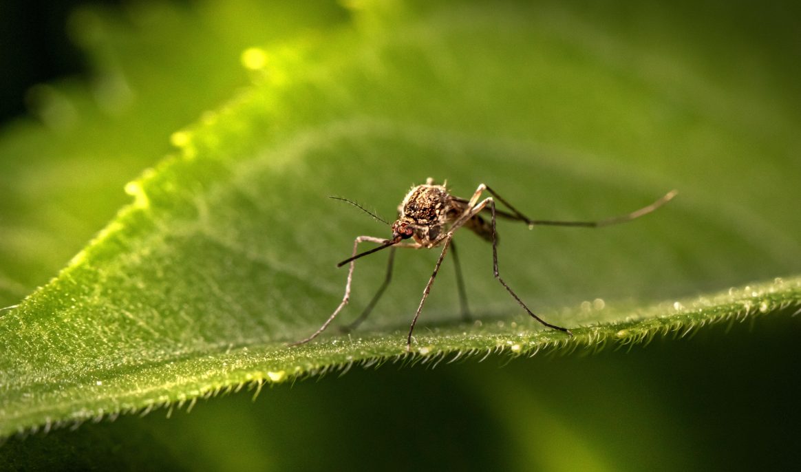 64 million sterile mosquitoes to save lives