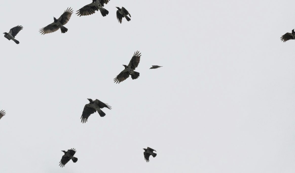 Woman saves injured raven and still receives "gifts" from the other birds in its flock