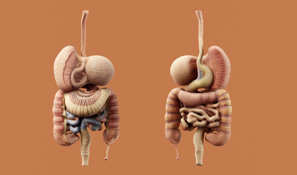 Écoute et régularité: comment prendre soin de votre intestin (le "deuxième cerveau")