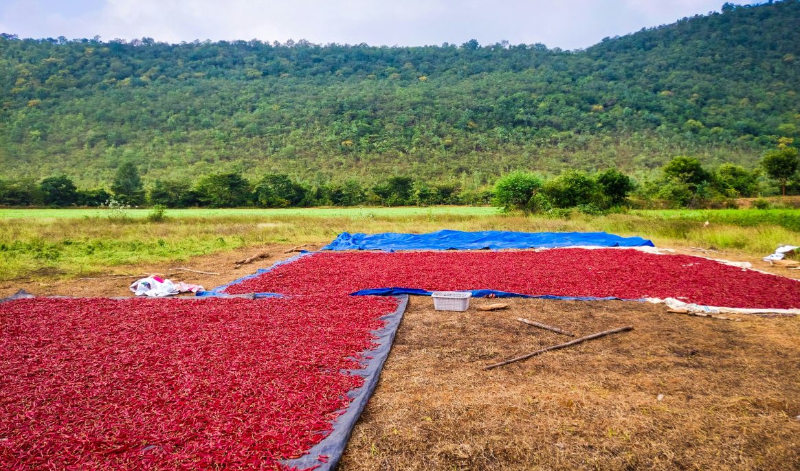India bids farewell to pesticides: Almost 2 million farmers win top eco-friendly food award