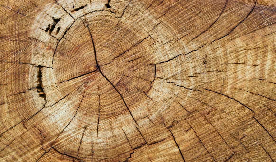 Niet alleen de leeftijd: dit kunnen jaarringen ons écht vertellen