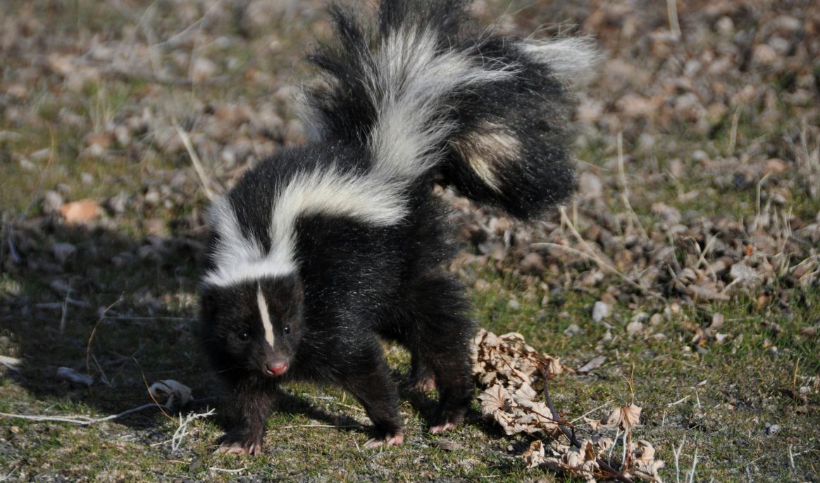 Culling so-called "harmful" animals doesn't work: study reveals cost 8 times higher than damage caused