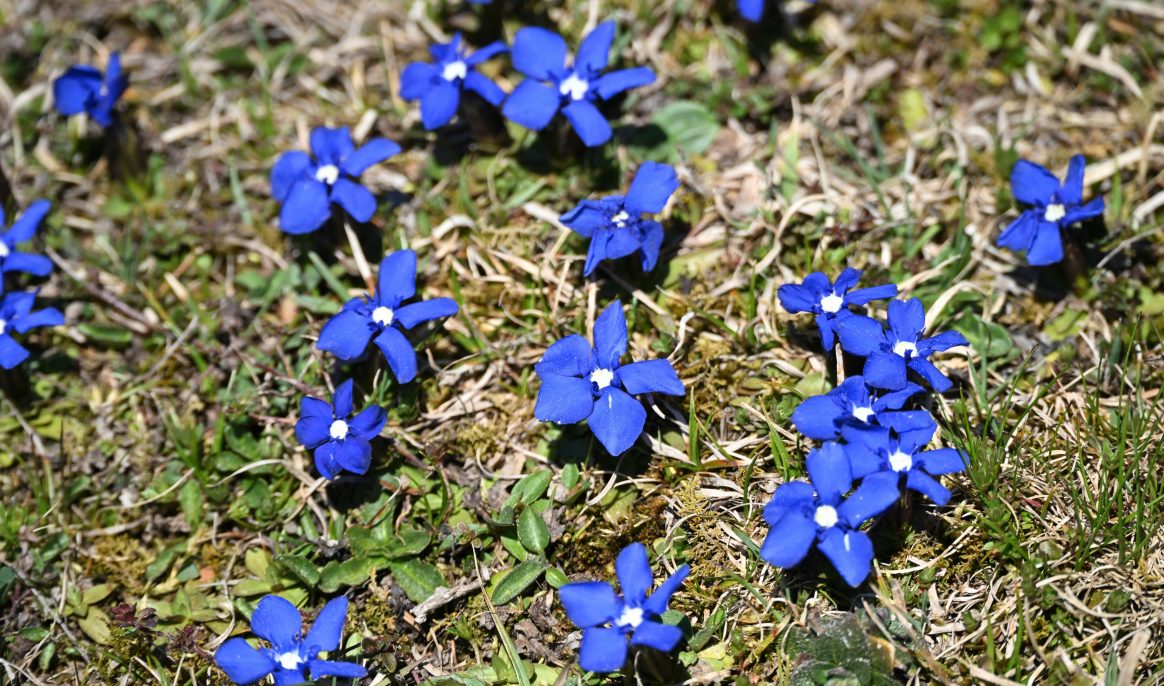 À 100 ans, la botaniste Margaret Bradshaw lutte toujours pour les fleurs les plus rares d’Angleterre
