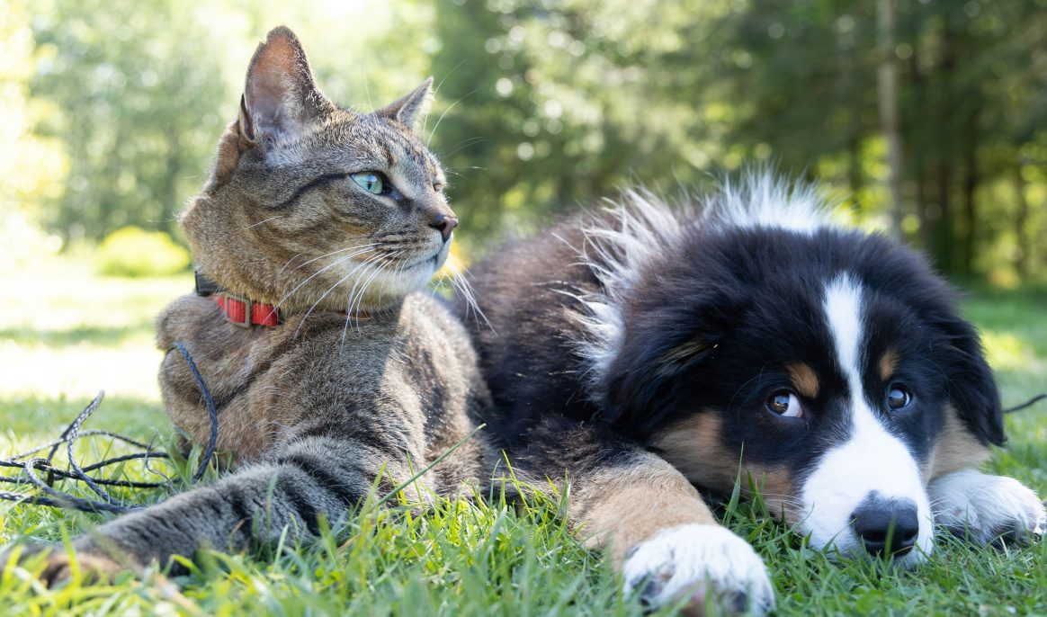 Lost items: Dogs step up — cats couldn't care less