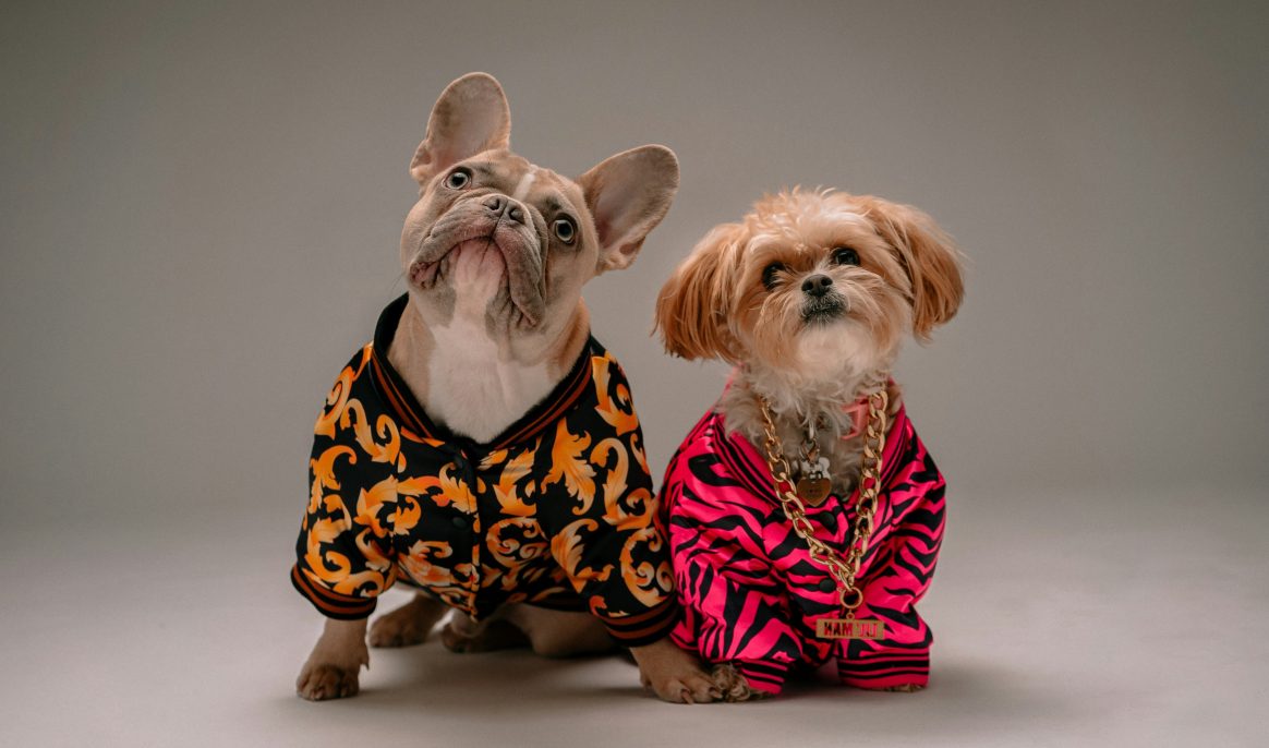 In Naples, abandoned dogs become catwalk stars and walk alongside models and young designers