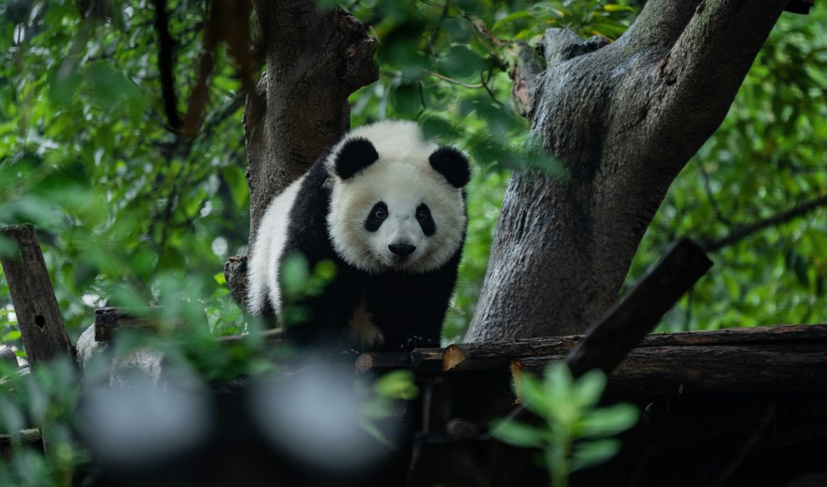 China, the new giant of global tourism: heading toward 150 million visitors per year