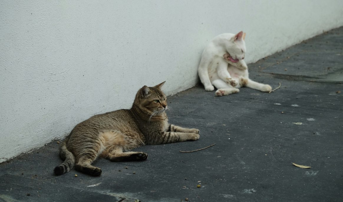 This Greek island seeks volunteers to care for 3,000 cats
