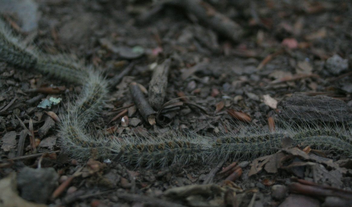 Processionary caterpillars are back: earlier and earlier and that's not good news