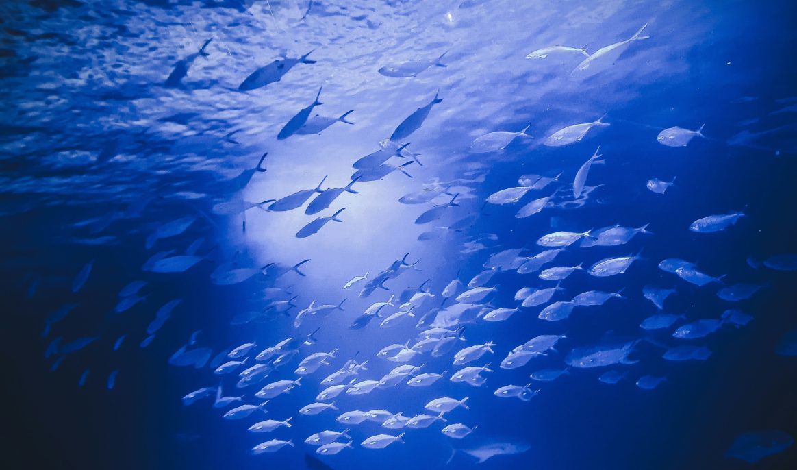 PFAS in fish: 'eternal polluters' end up on our plates