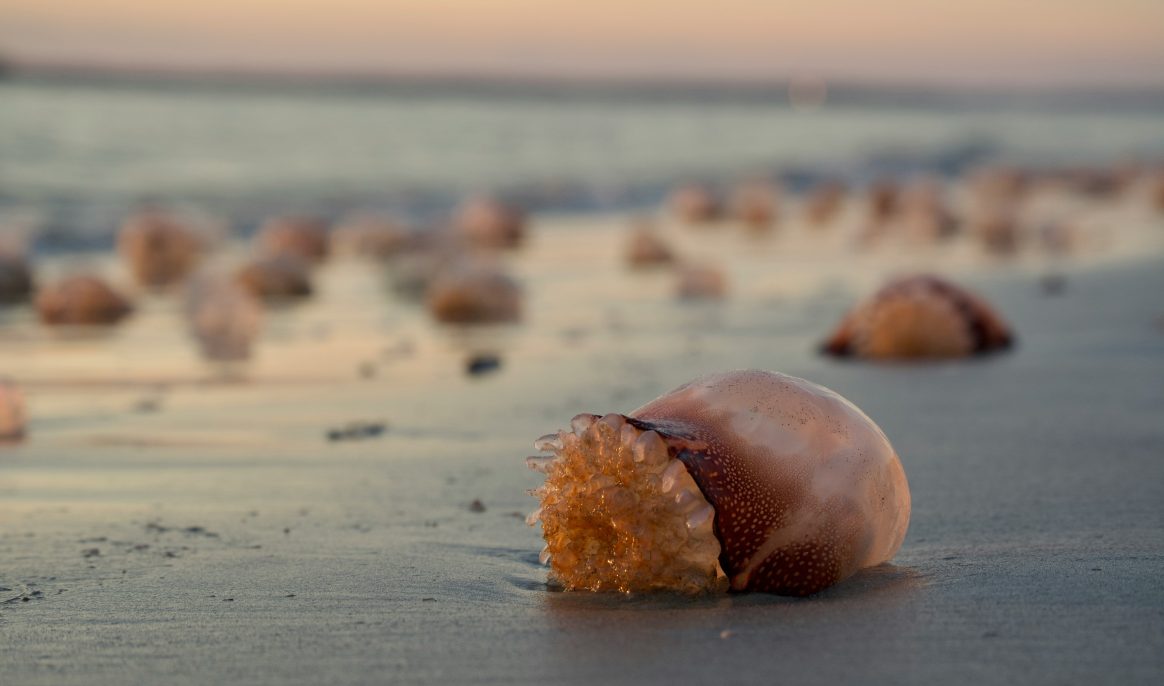 Jellyfish on French beaches: Just passing through or true invaders?