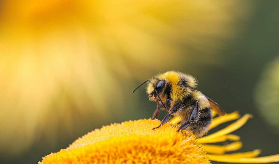 Incredible bees: they can count and process complex digital information