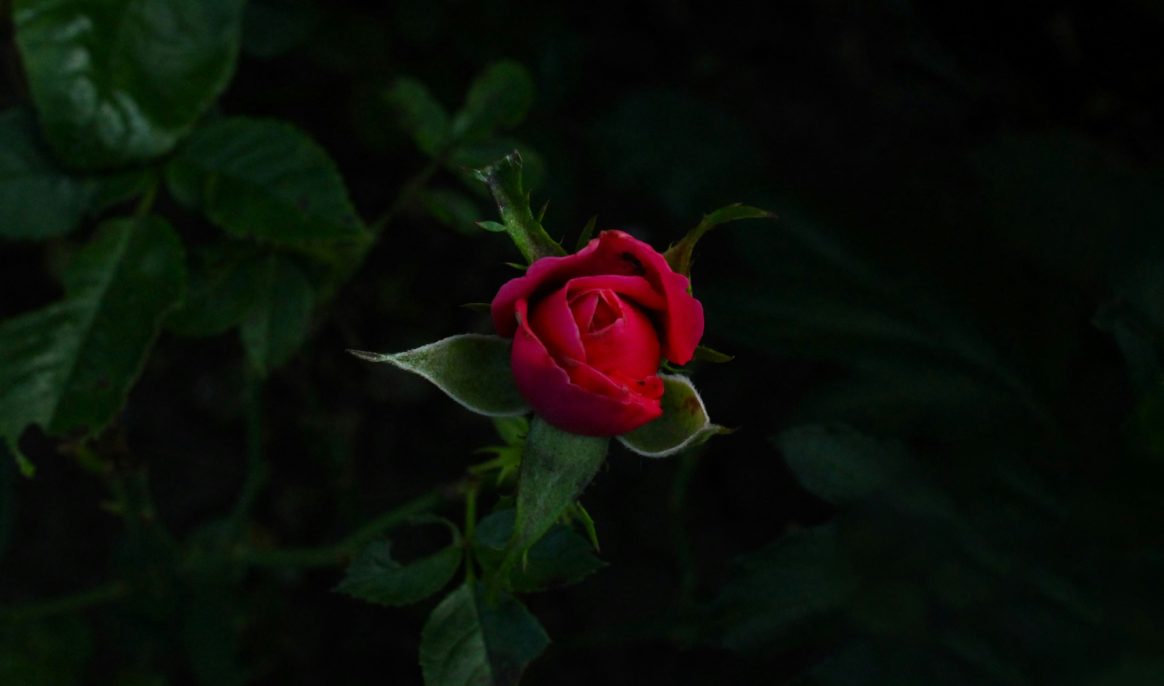 Time to prune roses: All the tips needed to take care of garden queens in winter